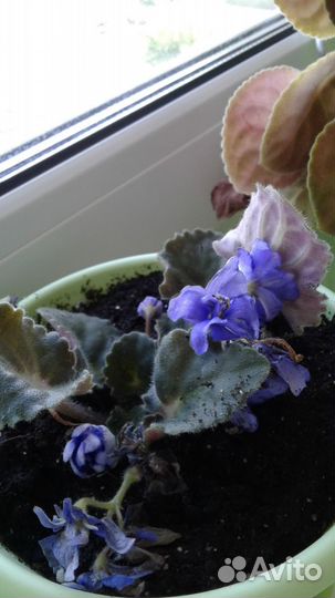 Фиалки комнатные, цвет розовый, фиолетовый