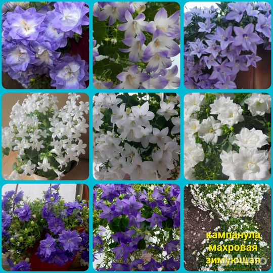 Кампанула