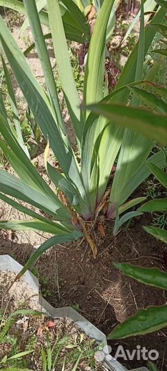 Ирисы бородатые кустик