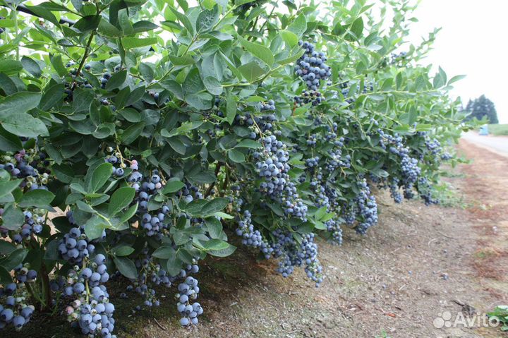 Саженцы Голубики Блюкроп дюк в горшке 3л доставка