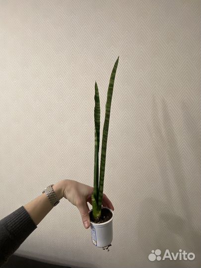 Сансевиерия