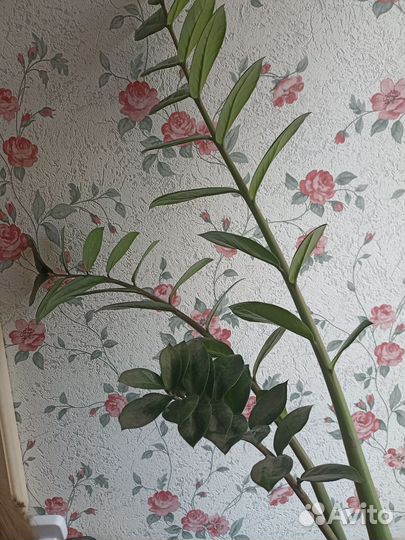 Замиокулькас, фикус