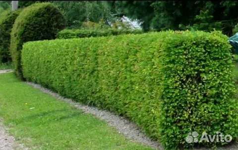 Кизильник блестящий, живая изгородь, забор