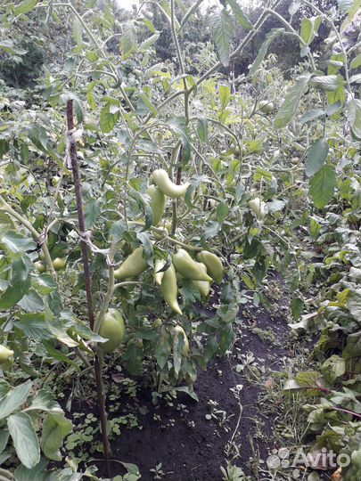 Семена сортовых томатов