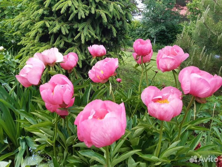 Коллекционные пионы на осень