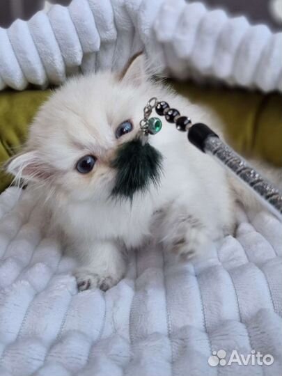 Мини-котик хайленд страйт