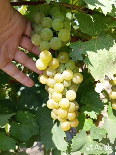 Виноград технический