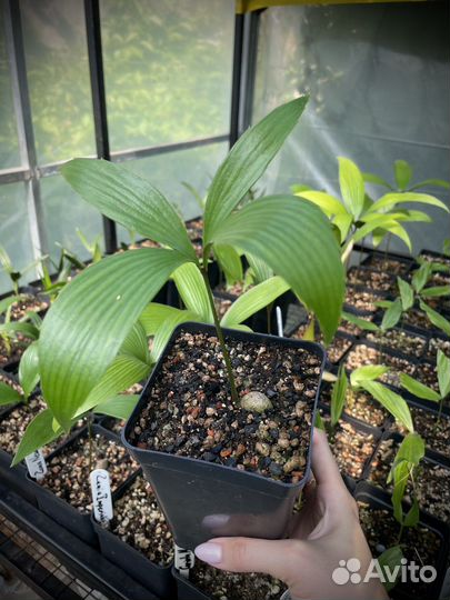 Zamia nesophila / Замия