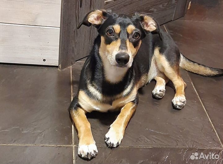 Маленькая собака