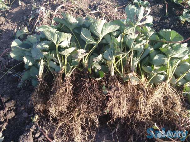 Рассада клубники