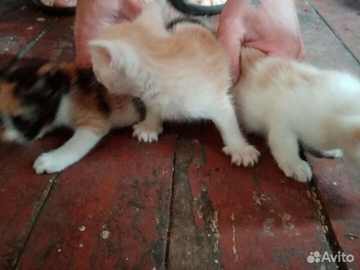 Котята в добрые руки бесплатно, 2 кошки и кот