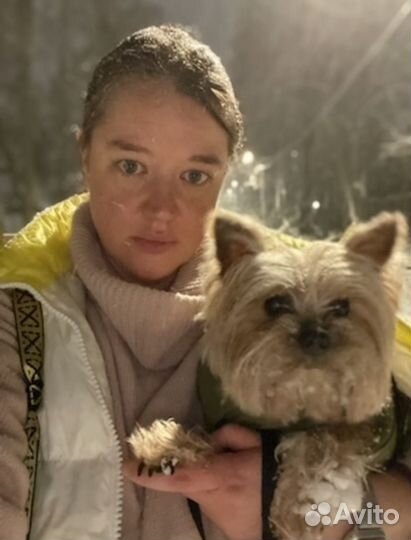 Передежка домашних собак, зооняня