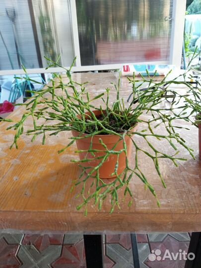 Комнатные цветы хатиора