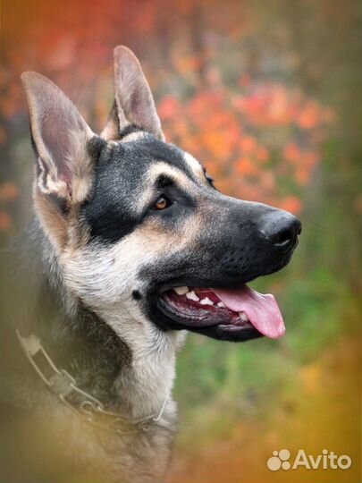 Фотограф анималист для вашей собаки)