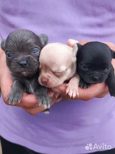 Щенки чихуахуа