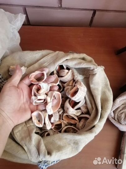 Морские ракушки