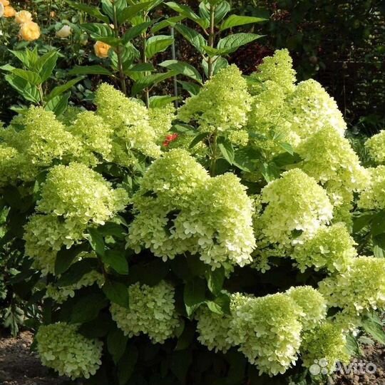 Гортензия метельчатая серия Pan