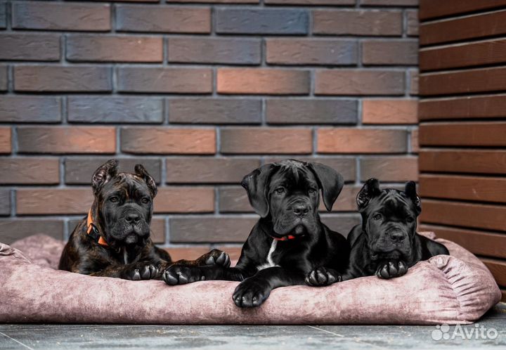 Мальчик кане корсо 3 месяца