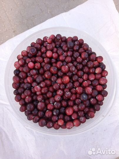 Клюква свежая