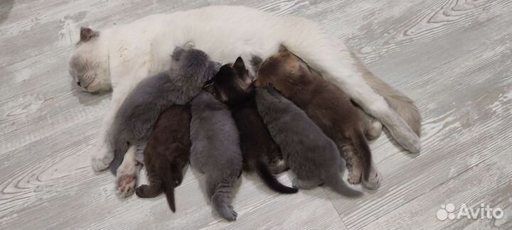 Котята Шотландской вислоухой