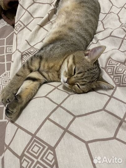 Шотланский кот