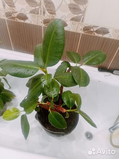 Фикус каучуконосный большой