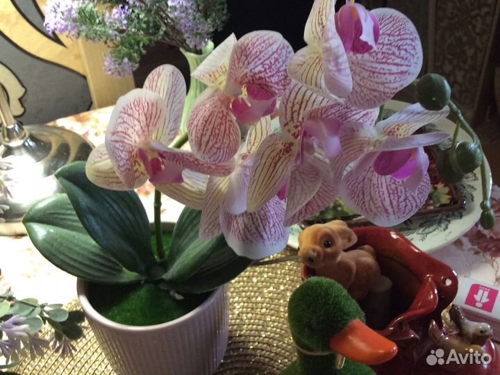 Цветок орхидея