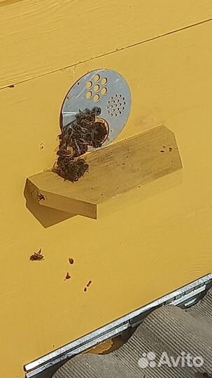 Продам пчелосемьи