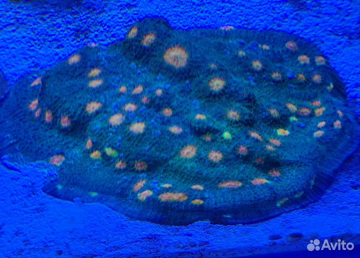 Кораллы - зоантусы, LPS и SPS