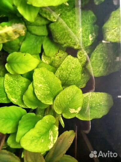 Анубиас пинто