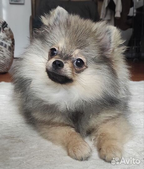 Померанский шпиц мини