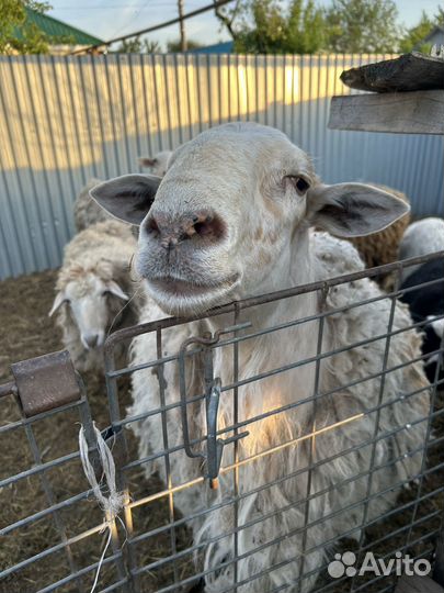 Овцы бараны