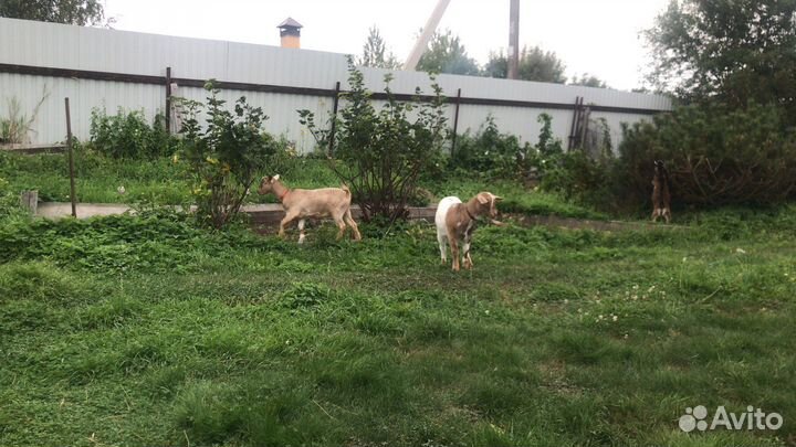 Коза камерунская