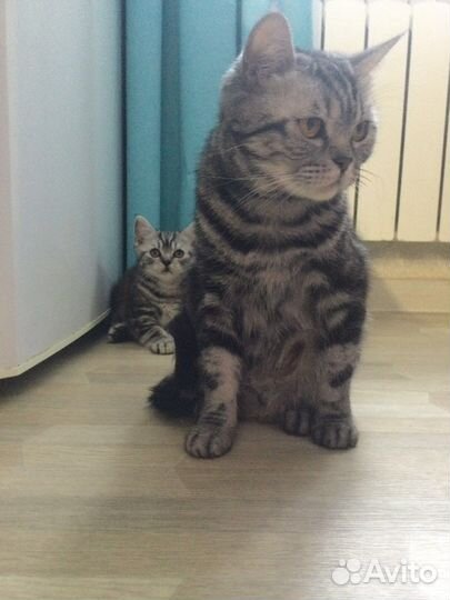 Шотландская