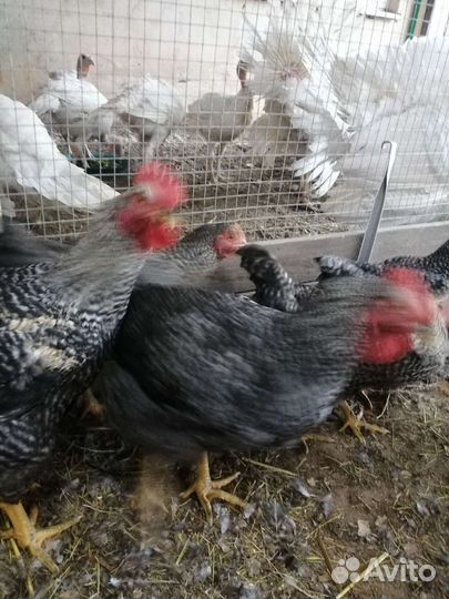 Домашняя птица