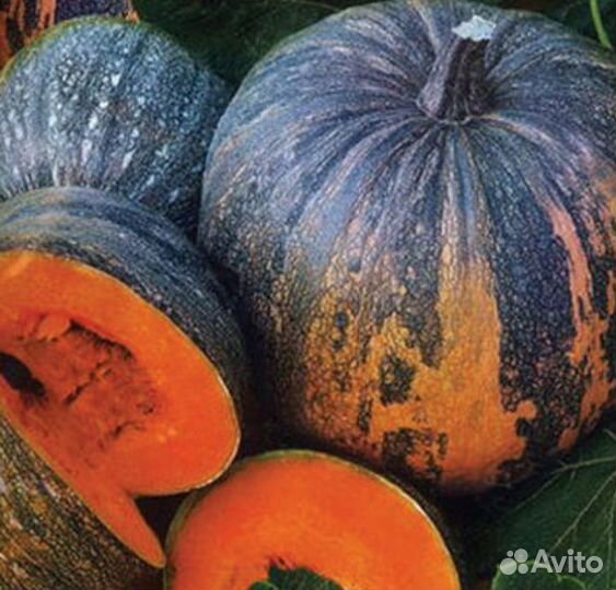 Семена тыква крупноплодная Зорька