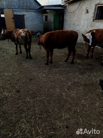 Продаются телки