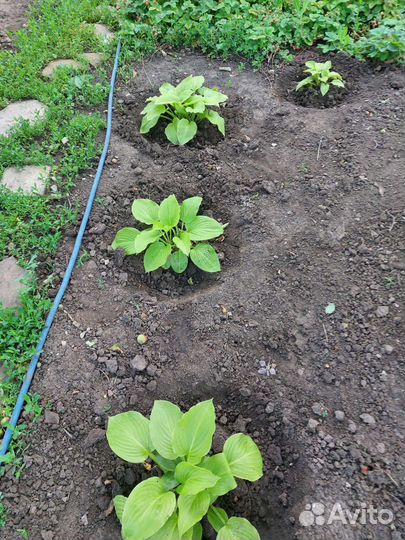 Хоста растение