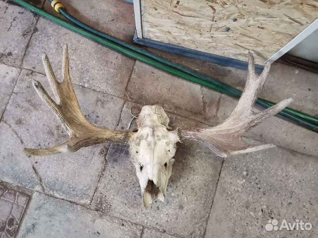 Продам рога лося