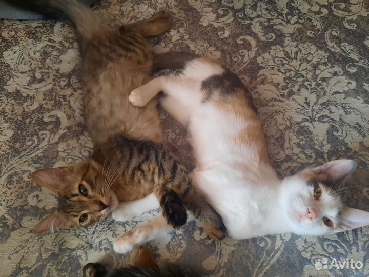 Капитошка ищет дом