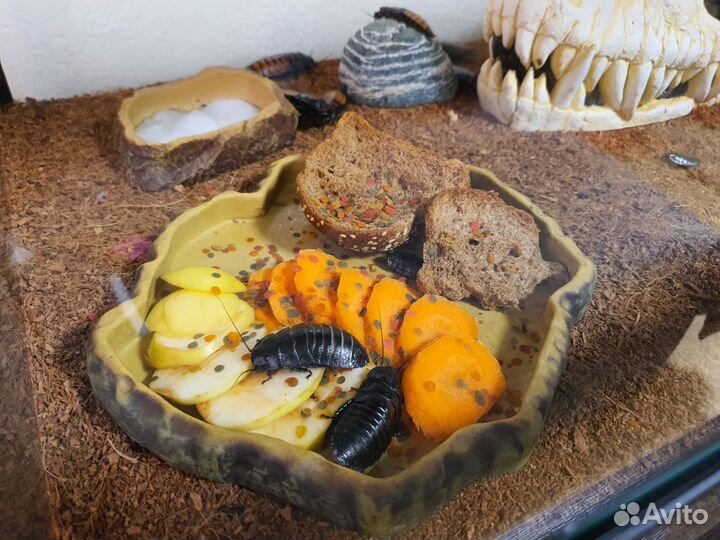 Мадагаскарский таракан