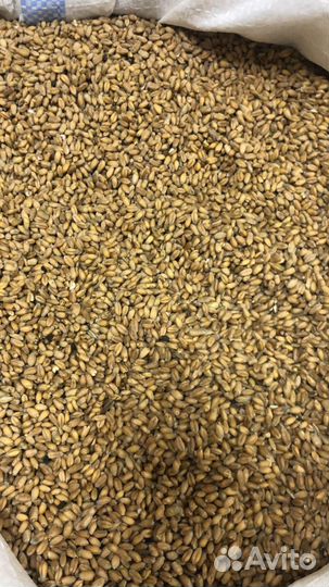 Зерно, кукуруза, горох, отруби, рожь опт и розница