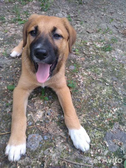 Собака умирает от скуки