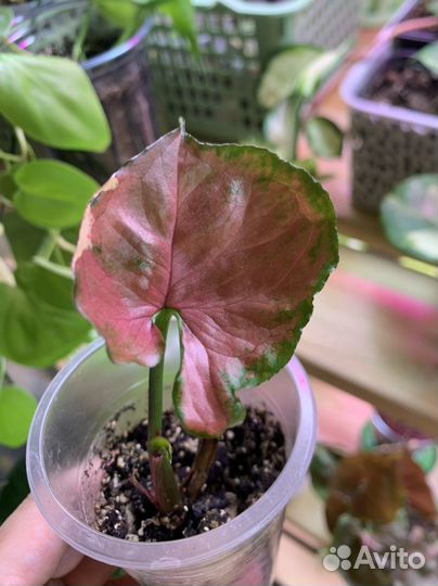 Сингониумы