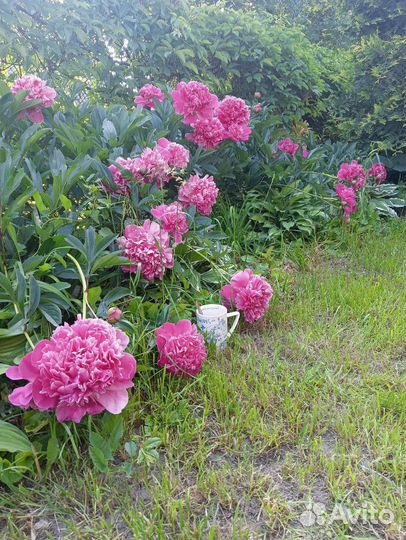 Пионы саженцы