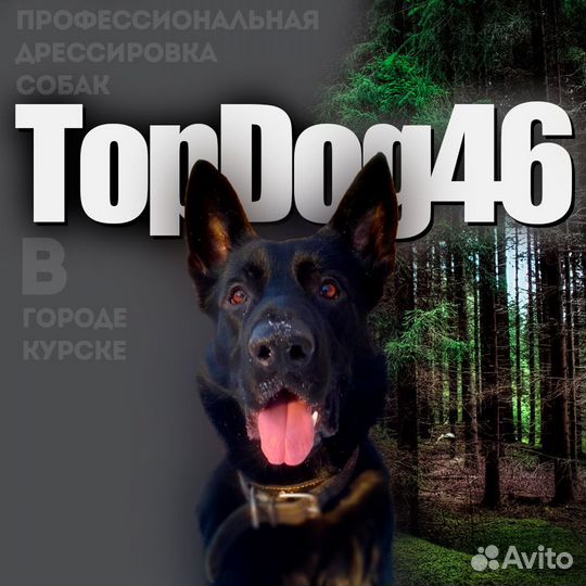 Кинолог) Профессиональная дрессировка собак