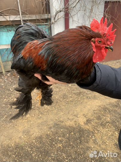 Петухи породистые