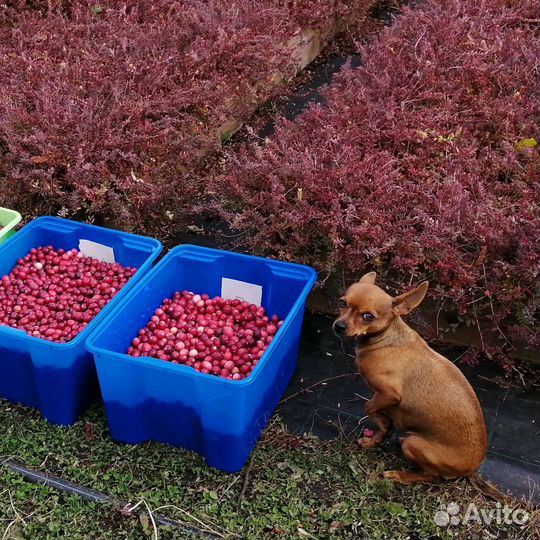 Саженцы клюквы Пилигрим, Стивенс