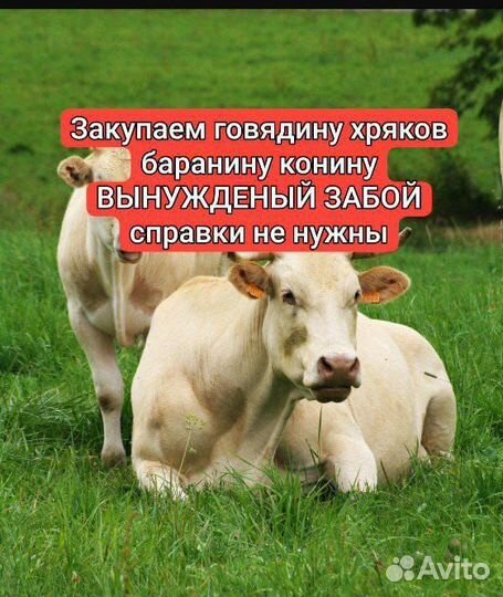 Закупка мяса