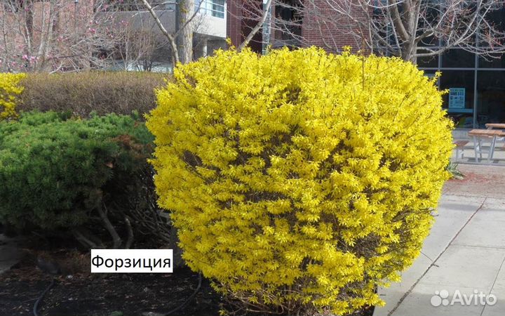 Декоративные кустарники
